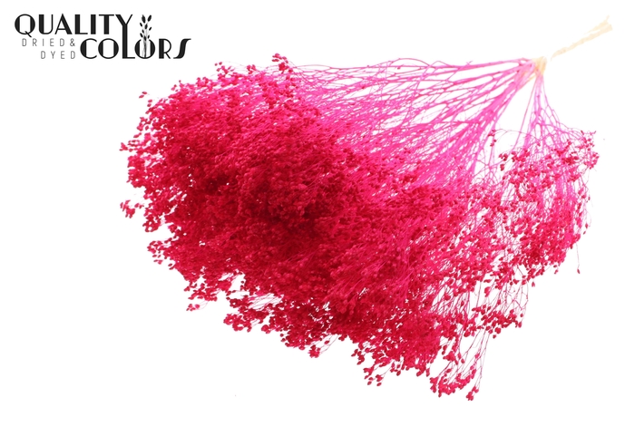 <h4>Broom Bloom p/bunch in poly Bleached Cerise</h4>