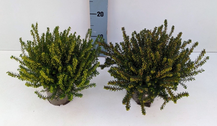 <h4>Erica x darleynsis</h4>