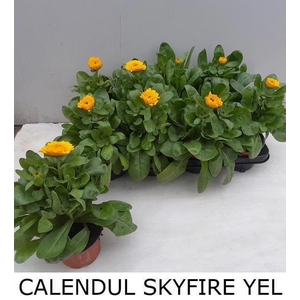 CALENDUL SKYFIRE YEL