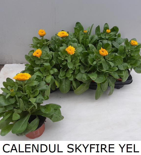 <h4>CALENDUL SKYFIRE YEL</h4>