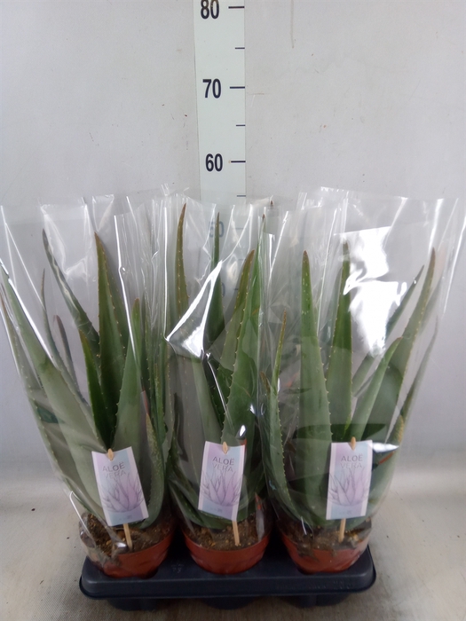 <h4>Aloe vera</h4>
