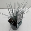 Festuca 'Elijah Blue'