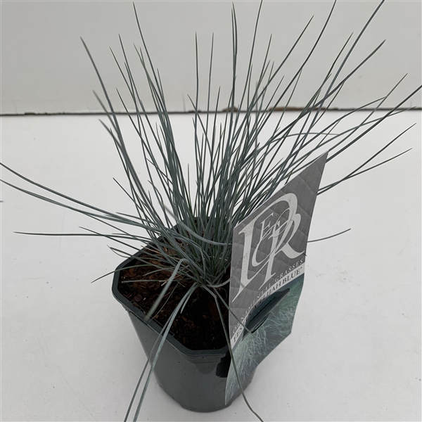 <h4>Festuca 'Elijah Blue' P13</h4>