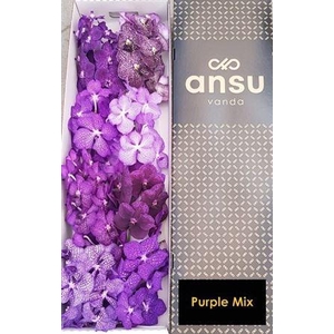 Vanda T Purple Mix