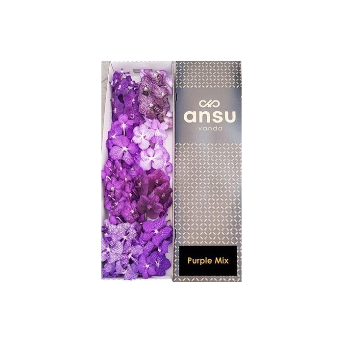 <h4>Vanda T Purple Mix</h4>