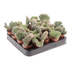 Cactus cristaat mix