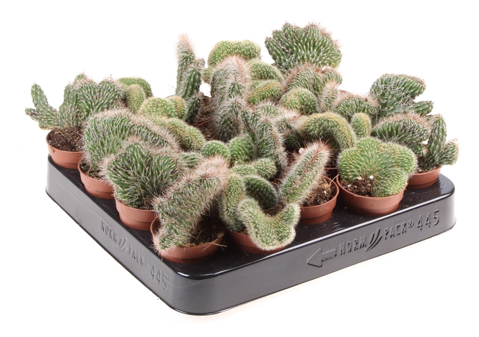 <h4>Cactus cristaat mix</h4>