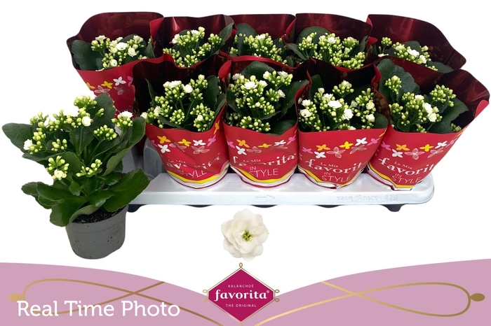 <h4>KAL B GE C MENZEL</h4>