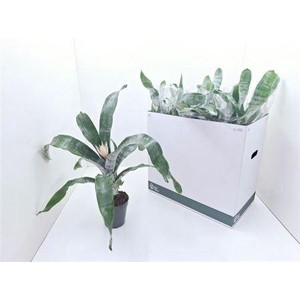 ** Aech Fas Prontoo * Spring Deal *