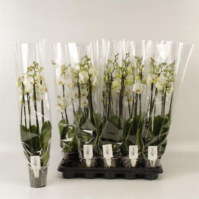 <h4>PHAL OV WIT</h4>