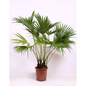 Livistona australis