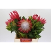 Protea Cynaroides Madiba