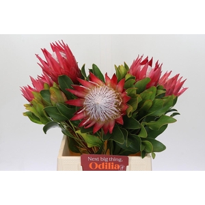 Protea Cynaroides Madiba