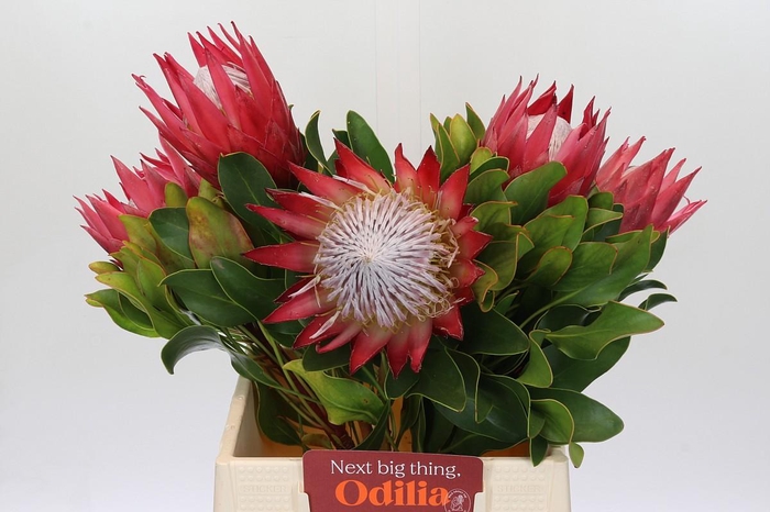 <h4>Protea Cynaroides Madiba</h4>