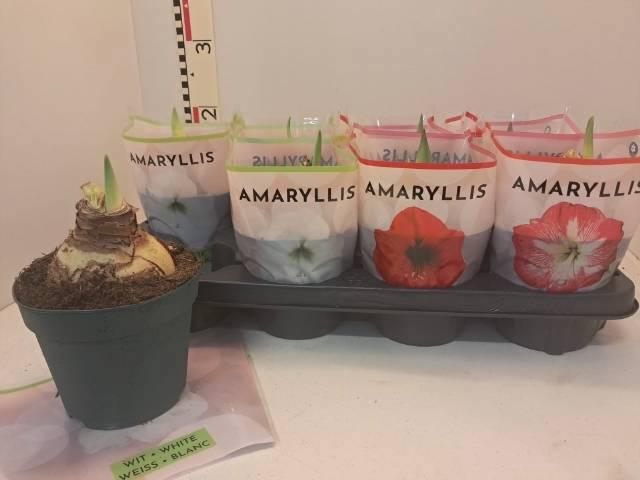 <h4>HIPP GEM 4 SRT</h4>