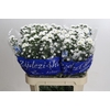 Aster Cassy