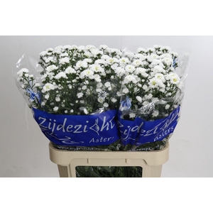 Aster Cassy