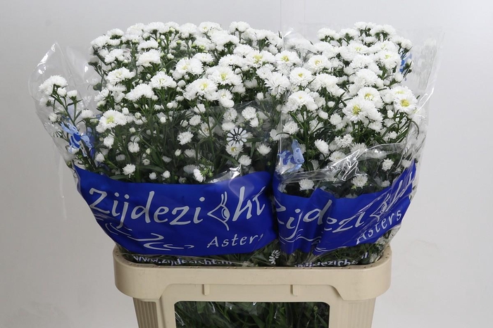Aster Cassy