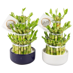 Dra Lucky Bamboo Keramiek