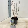 sorbifolia Sem