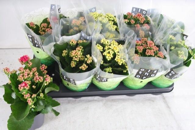 <h4>KAL GE GEM 5 KL</h4>