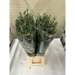 EUC. PARVIFOLIA 300 GR IT