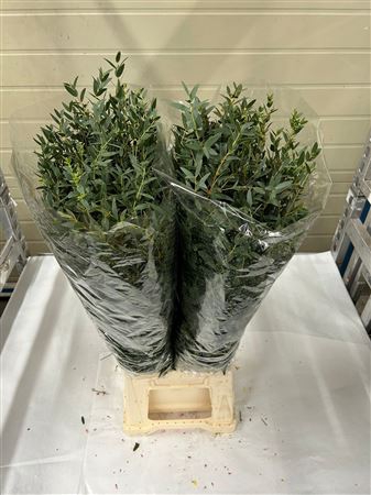 <h4>EUC. PARVIFOLIA 300 GR IT</h4>