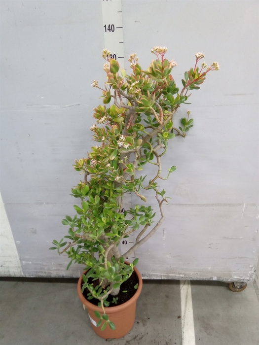 <h4>Crassula ovata 'Sunset'</h4>