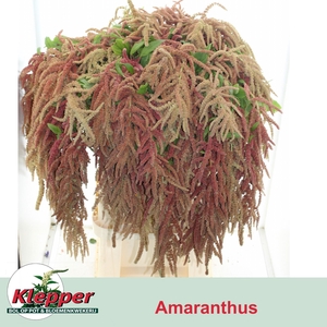 AMAR CA CORAL FOUNTA