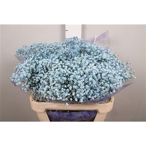 Gyps Overtime Light Blue