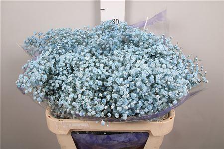 <h4>Gyps Overtime Light Blue</h4>
