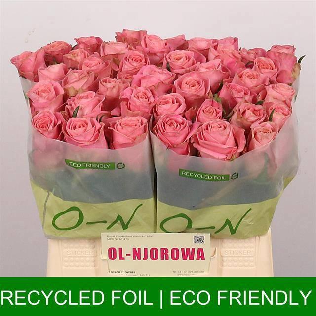 <h4>R GR HERMOSA+</h4>