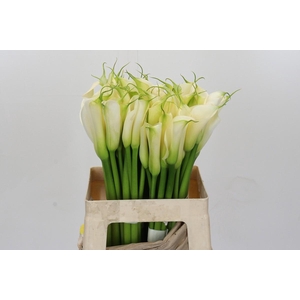 Zantedeschia Eydolls White