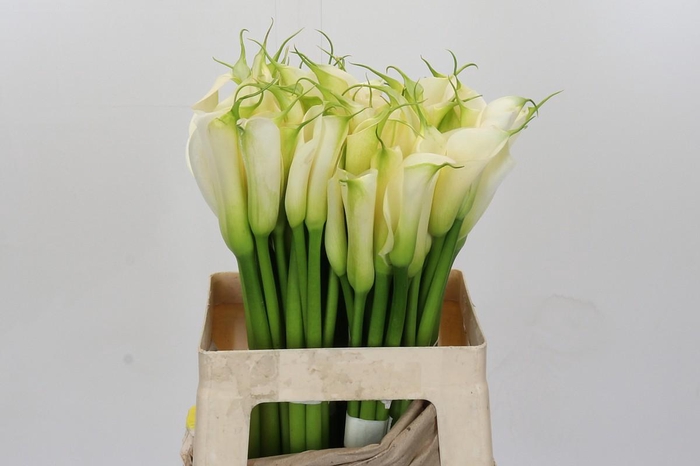 <h4>Zantedeschia Eydolls White</h4>