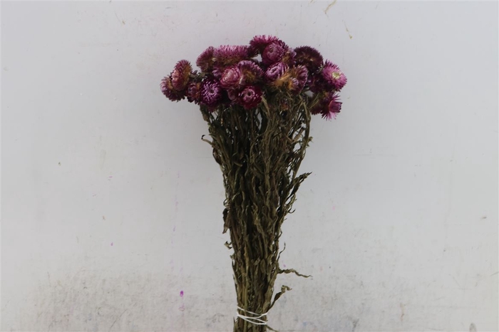 Dried Helichrysum D Pink Bunch