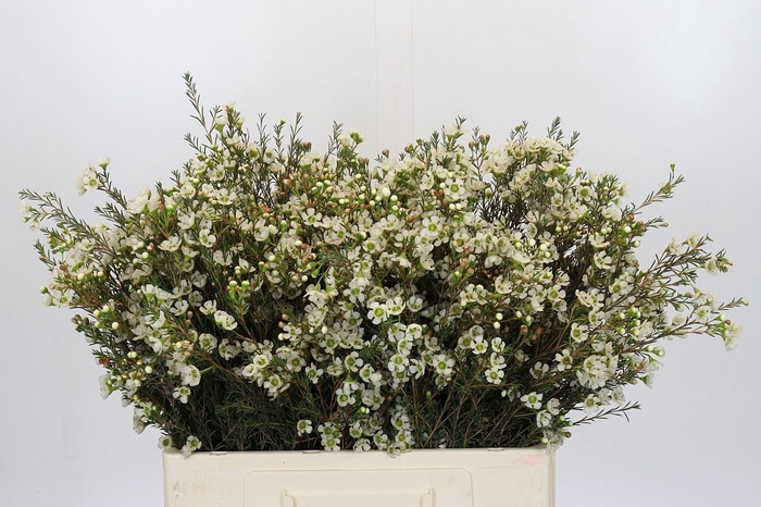 <h4>Chamelaucium Sirius</h4>