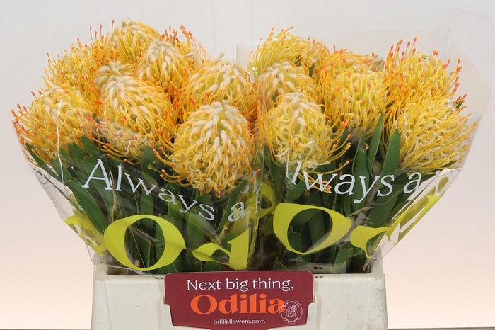 <h4>Nutans Goldi</h4>