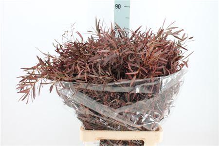 <h4>Euca Nicoli Klb Rood Lang 300 Gram</h4>