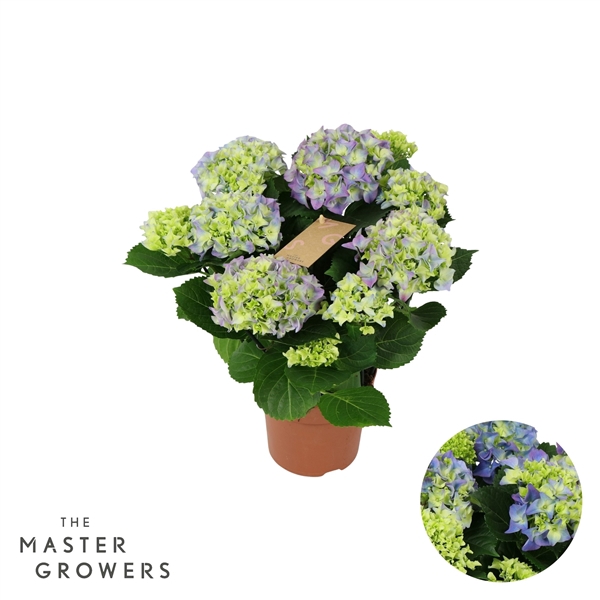 <h4>Hydrangea blue 5/6 flowers</h4>
