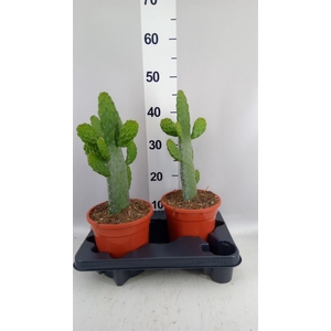 Opuntia