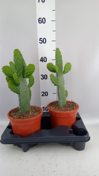 <h4>Opuntia</h4>