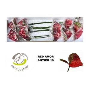 ANTH A RED AMOR