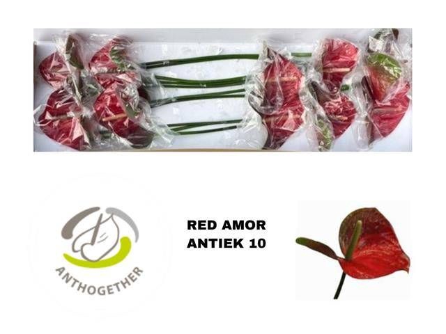 <h4>ANTH A RED AMOR</h4>