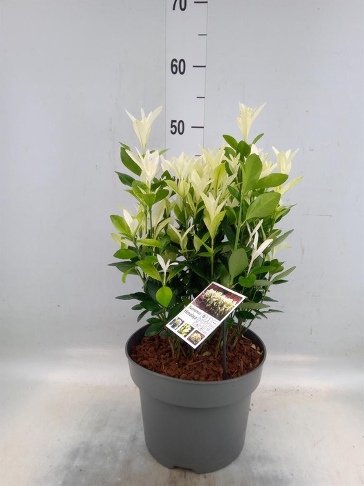 <h4>Euonymus japon. 'Himalaya'</h4>