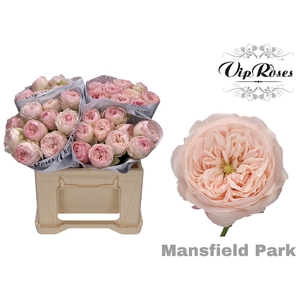 R KL MANSFIELD PARK x20