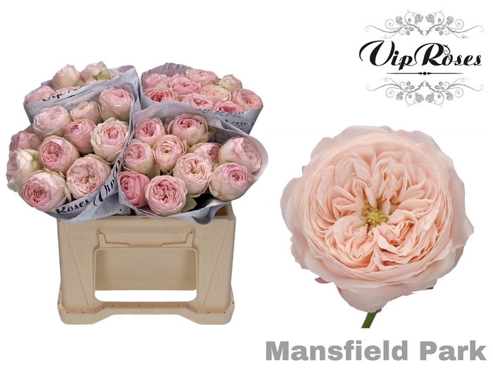 R KL MANSFIELD PARK x40