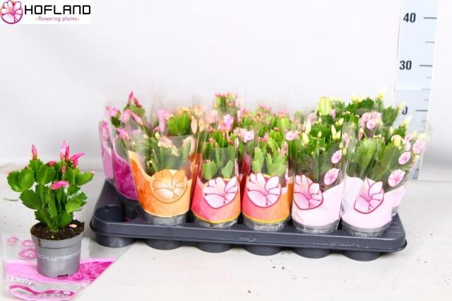 <h4>SCHLUMB GEM 3 KL</h4>