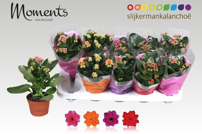 <h4>KAL GE GEM 4 KL</h4>