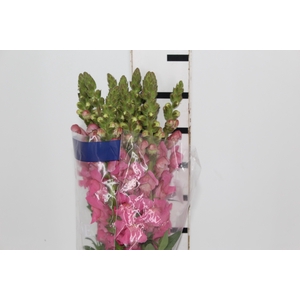 BOCA DE LEAO UBIRA ROSE 070 CM