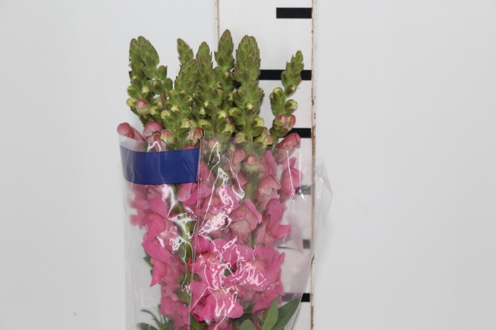 <h4>BOCA DE LEAO UBIRA ROSE 070 CM</h4>
